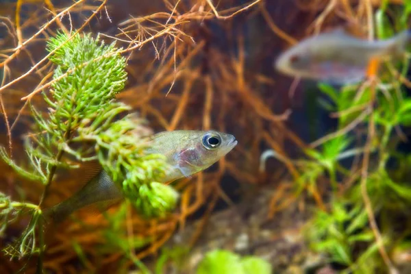 Perca Fluviatilis Perca Europea Depredador Agua Dulce Peces Espera Presa — Foto de Stock