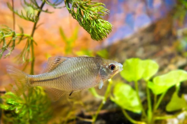 Rhodeus Amarus Europeiska Bitterling Unga Manliga Sötvatten Akvariefiskar Biotop Akvarium — Stockfoto