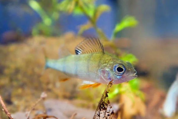 Perca Fluviatilis Poleiro Europeu Peixe Predador Água Doce Olha Para — Fotografia de Stock