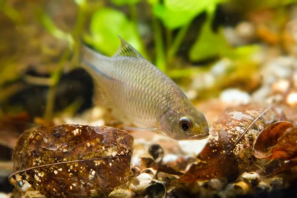 Rhodeus Amarus Europese Bitterling Jonge Mannelijke Zoetwater Vis Eten Blad — Stockfoto