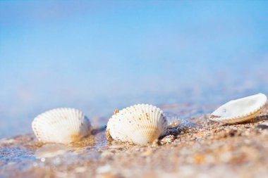 seashells on a sand shore of Black Sea beach in waves against light blue clear sky on a sunny summer morning, bright bokeh