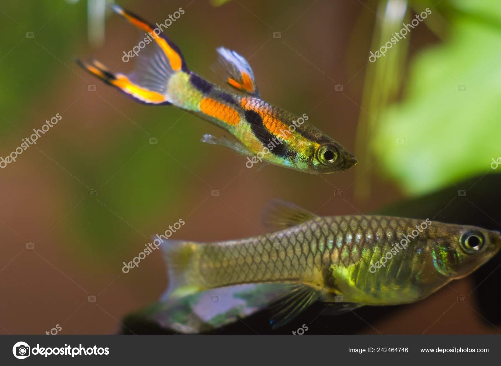 Guppy Endler Poecilia Wingei Poissons Aquarium Eau Douce