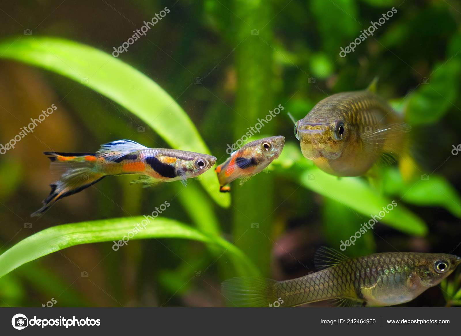 Guppy Endler Poecilia Wingei Poissons Aquarium Eau Douce Les