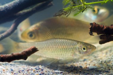 Pseudorasbora parva, stone moroko or topmouth gudgeon, freshwater fish in beautiful biotope aquarium, side view nature photo clipart