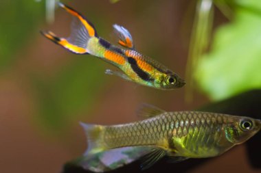 Endler guppy, Poecilia wingei, tatlı su akvaryum balık, laguna Campoma erkek Kur erkek, biyotop akvaryum, closeup doğa fotoğraf