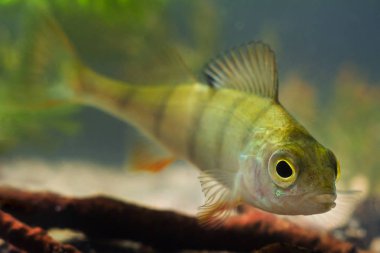 Perca fluviatilis, Tatlısu levreği, tatlı su yırtıcı balık portre görünümünde tatlı su Avrupa nehir biyotop akvaryum, doğa fotoğraf