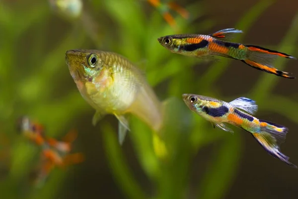 Guppy Endler Poecilia Wingei Ferskvannsfisk Hanner Gytende Farger Hunner Kurtise – stockfoto