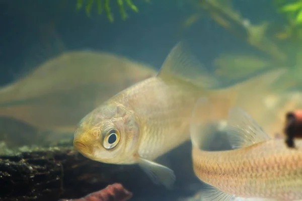 Carassius Gibelio Carpa Prusiana Carpa Gibel Peces Juveniles Agua Dulce — Foto de Stock