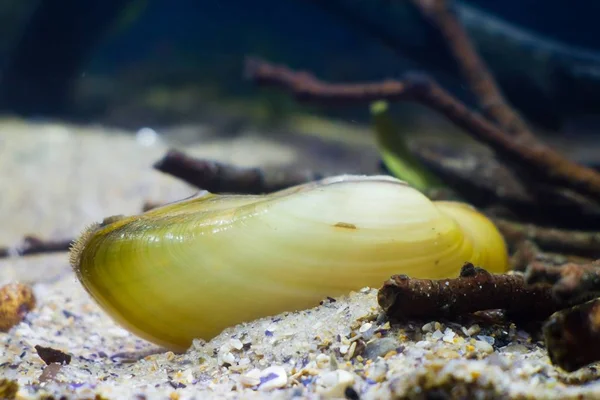 Painter Mussel Unio Pictorum Species Medium Sized Freshwater Mussel Aquatic — Stock Photo, Image