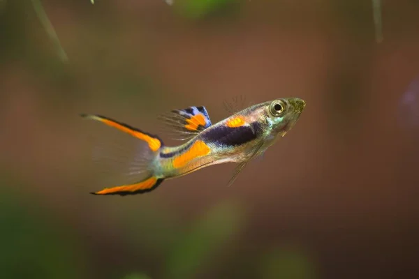 Guppy Endler Poecilia Wingei Freshwater Aquarium Fish Male Bright Spawning — Stock Photo, Image