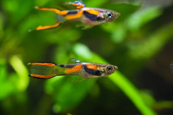 Guppy Endler Poecilia Wingei Sladkovodní Akvarijní Ryby Samci Světlé Laguna — Stock fotografie