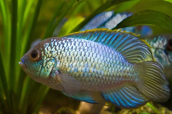 Nannacara Anomala Neon Blue Freshwater Cichlid Fish Young Male Spawning — Stock Photo, Image