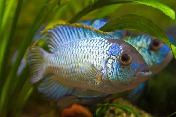 Nannacara anomala neon blue, freshwater cichlid fish, young male in spawning colors, natural aquarium, full body nature photo