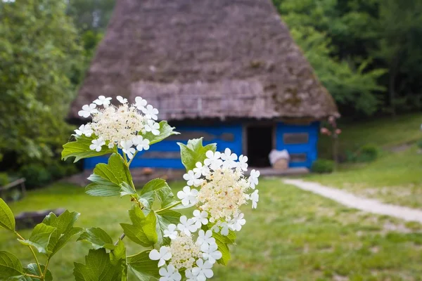 Bloemen Van Guelder Rose Gelderse Roos Een Tuin Van Traditionele — Stockfoto