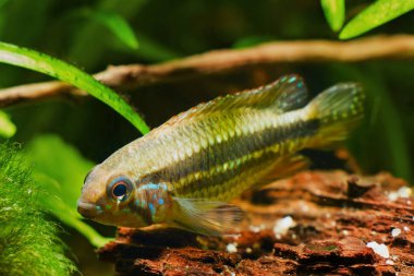 Apistogramma mendezi, A220, tatlı su çiklit balığı, vahşi genç erkek Barcelos, Rio Negro, doğal biyotop akvaryum, tam vücut doğa fotoğraf