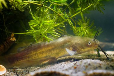 Kanal yayın balığı, Ictalurus yılan, invaziv tatlı su yırtıcı Avrupa biyotop Balık Akvaryum hornwort kum altta