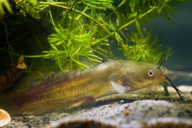 Channel catfish, Ictalurus punctatus, dangerous invasive freshwater predator in European biotope fish aquarium on sand bottom in hornwort clipart