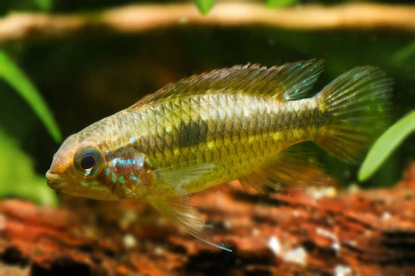 Apistogramma Mendezi A220 Poisson Cichlidé Eau Douce Jeune Homme Sauvage — Photo