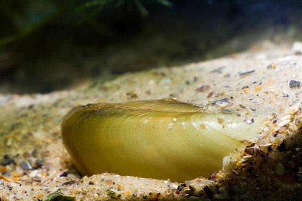 Unio pictorum, раковина художника, частично скрытая в песчаном водном двустворчатом моллюске, крупный план в пресноводном умеренном биотопном аквариуме
