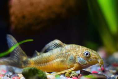 Corydoras catfish, bilinmeyen türler, çakıl doğa akvaryum içinde oturan ürkek tatlı su balığı