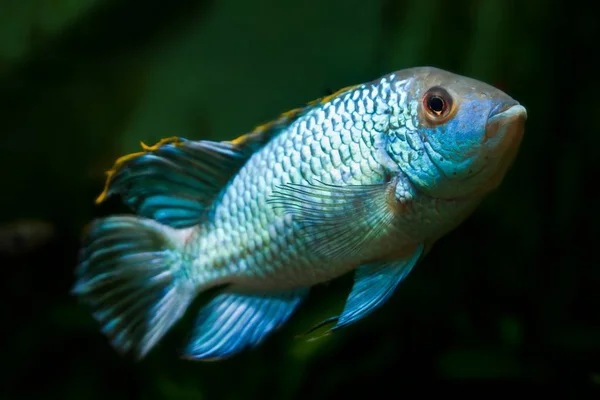 Nannacara Anomala Neon Mavi Tatlı Çiklit Baskın Erkek Balık Yapay — Stok fotoğraf