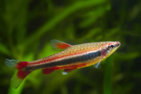Nannostomus Beckfordi Vermelho Ornamental Brasileiro Água Doce Juvenil Pencilfish Vista — Fotografia de Stock