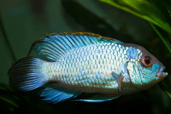 Nannacara Anomala Neon Mavi Tatlı Çiklit Muhteşem Renkli Erkek Balık — Stok fotoğraf