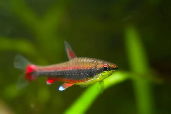 Nannostomus Beckfordi Червоний Бразильський Декоративних Прісноводних Неповнолітніх Pencilfish Природа Біотопів — стокове фото