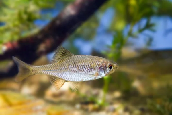 Europæisk Bitterhed Rhodeus Amarus Små Vildtlevende Voksne Hanfisk Typisk Moderat - Stock-foto