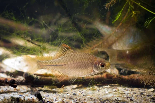 在典型的适度河流群落生境水族馆中 红景天 欧洲苦乐参半 广泛的野生小淡水幼鱼 — 图库照片