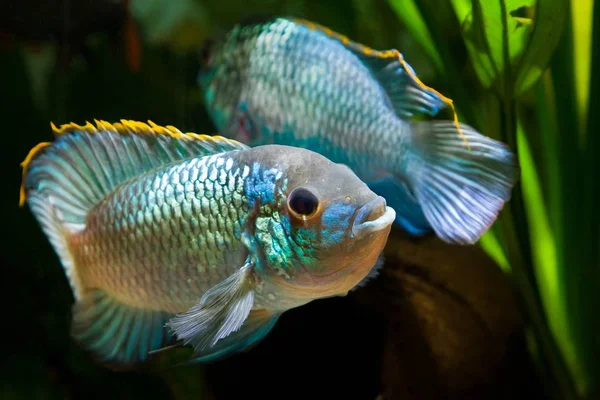 Nannacara Anomala Neon Blue Freshwater Cichlid Dominant Male Fish Spectacular — Stock Photo, Image