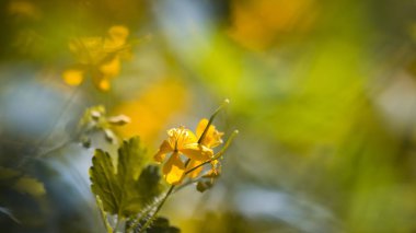 nipplewort taze ve ihale çiçekler, swallowwort, güneş ışığı bahar çayır daha fazla calendine, Chelidonium majus, makro doku arka plan, doğa Flora sığ alan derinliği