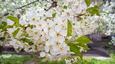 Avrupa bahçesinde kiraz çiçeği ağaçları, Prunus cerasus, bahar beyaz ihale çiçekler makro doku arka plan, sığ alan derinliği