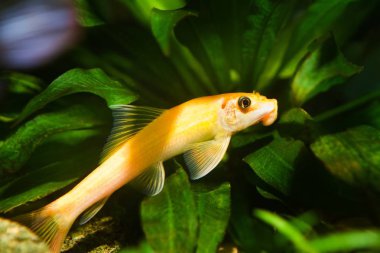 Gyrinocheilus turuncu, tatlı su cypriniform balık, doğal akvaryum altın dominant kadın, yan görünüm