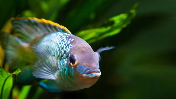 Eau Douce Coloré Adulte Mâle Cichlide Nannacara Anomala Bleu Néon — Photo