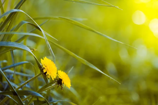 Gelbe Blüten Des Löwenzahns Taraxacum Officinale Gesicht Der Sonne Sonnenbeschienenen — Stockfoto
