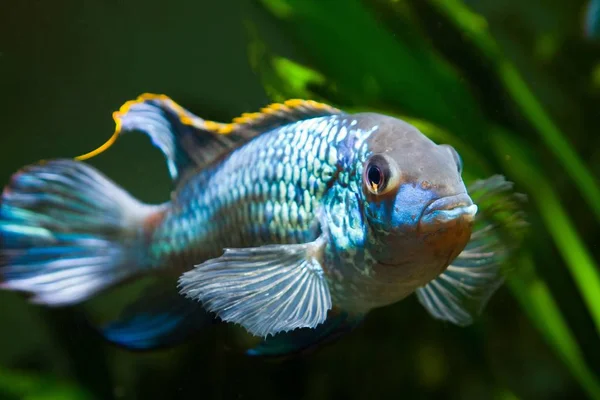 Tatlı Muhteşem Güçlü Erkek Nannacara Anoma Onun Yumurtlama Davranışını Gösteren — Stok fotoğraf