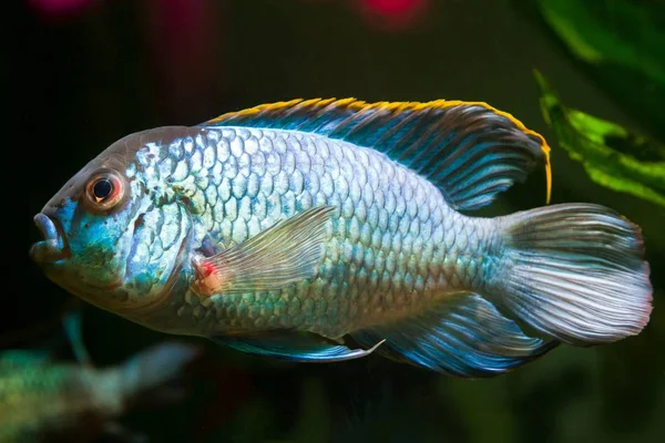 Água Doce Espetacular Poderoso Ciclídeo Masculino Nannacara Anomala Néon Azul — Fotografia de Stock