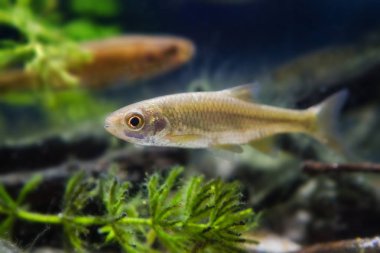 Leucaspius delineatus süs tatlı su balık içinde biyotop akvaryum, doğa sığ derinliği alan fotoğraf