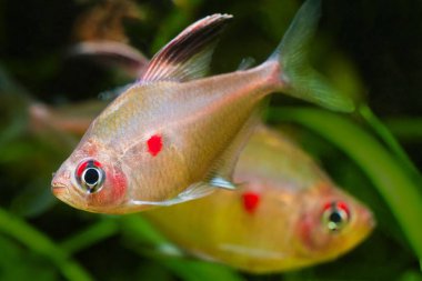 kanama kalp tetra, Hyphessobrycon socolofi, karasu Amazon balık, vahşi Barcelos, Rio Negro, doğal biyotop akvaryum