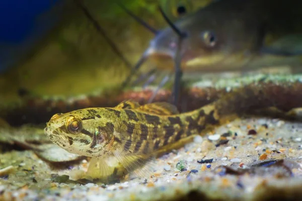 Chinese Sleeper Juvenile Freshwater Fish Perccottus Glenii Sand Bottom Biotope — Stock Photo, Image
