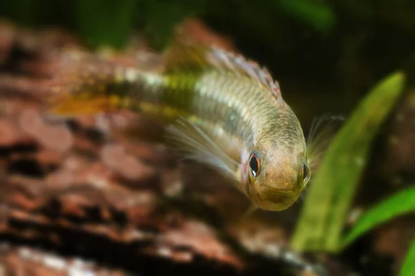 Apistogramma Mendezi Apisto Peces Cíclidos Enanos Aguas Negras Juveniles Silvestres — Foto de Stock