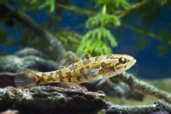 Jeugdige Zoetwatervissen Chinese Slaper Perccottus Glenii Rust Drijfhout Biotoop Aquarium — Stockfoto