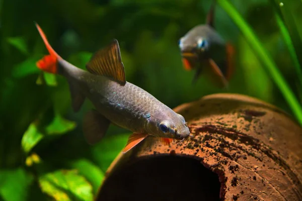 Popular Freshwater Cleaner Fish Epalzeorhynchos Frenatus Couple Spawning Nature Aquarium — Stock Photo, Image