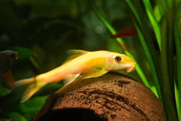 Narancsalgák Eater Gyrinocheilus Édesvízi Cypriniform Hal Arany Domináns Kókusz Héj — Stock Fotó