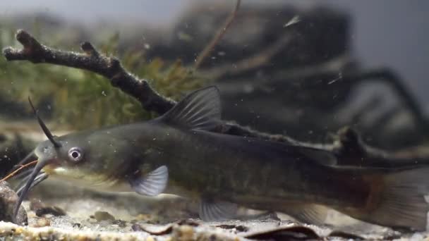 Kanalwels, ictalurus punctatus, gefährlicher invasiver Süßwasserräuber in europäischem Biotopfischbecken auf Sandboden, biotische Videoaufnahmen — Stockvideo