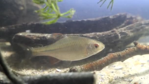 Rhodeus amarus, Europäischer Bitterling, weit verbreitete wilde kleine Süßwasserfische schwimmen im typisch gemäßigten Flussbiotop-Aquarium — Stockvideo