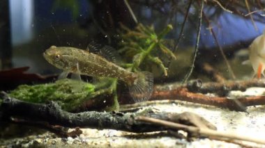Perccottus glenii, Çinli sleeper, tatlı su predator yüzer tank altındaki biyotop akvaryum, doğa video