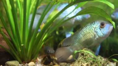 Epalzeorhynchos frenatus, yeşil labeo, doğa akvaryum, sualtı görüntüleri Yüzme tatlı su temiz balık