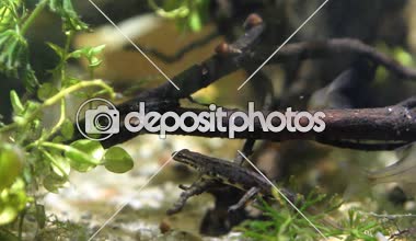 Ortak newt veya düzgün newt, Lissotriton vulgaris, içinde su formu dinlenme bir dal, biyotop akvaryum, closeup doğa video doğurmak erkek tatlı su amfibi